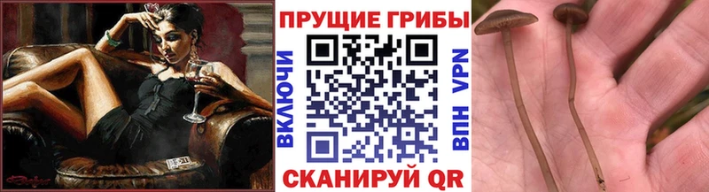 Псилоцибиновые грибы мицелий  Суровикино 